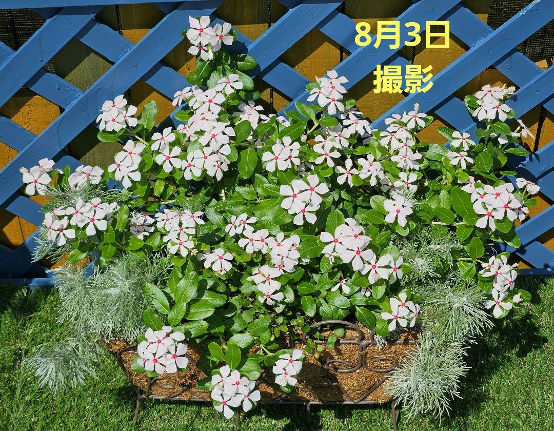 No.342 343　カネタロウ　寄せ植え　花 寄せ植え花 7101 - メルカリ