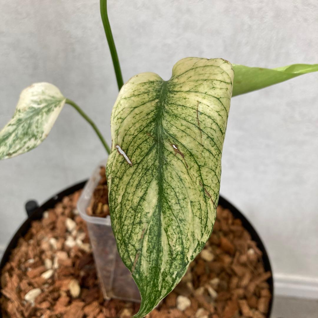 匿名配送 5目立った傷や汚れなし