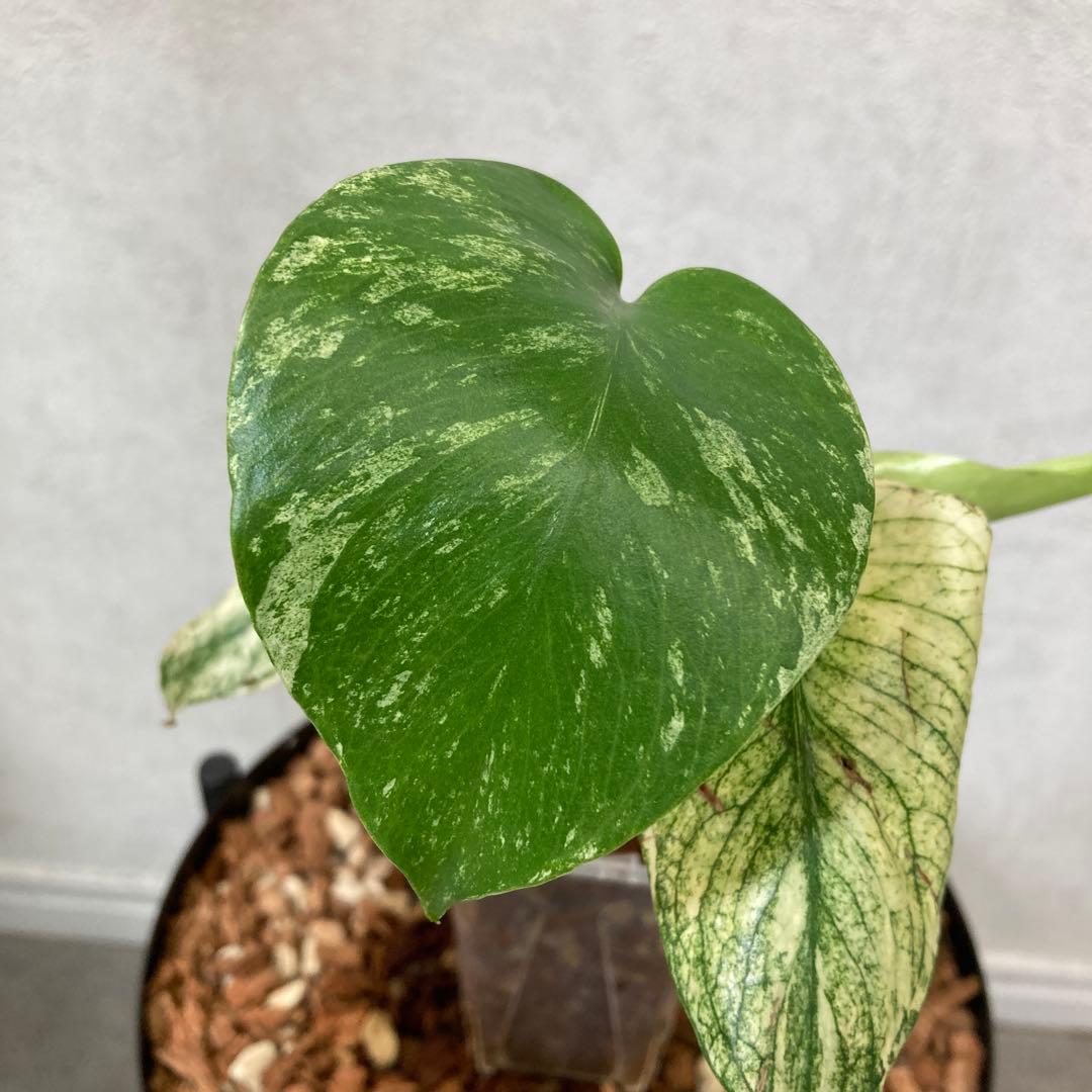 モンステラ ホワイトモンスター 天津蘭 抜き苗 メルカリ便 匿名配送 5目立った傷や汚れなし YUZUMIYA_COM