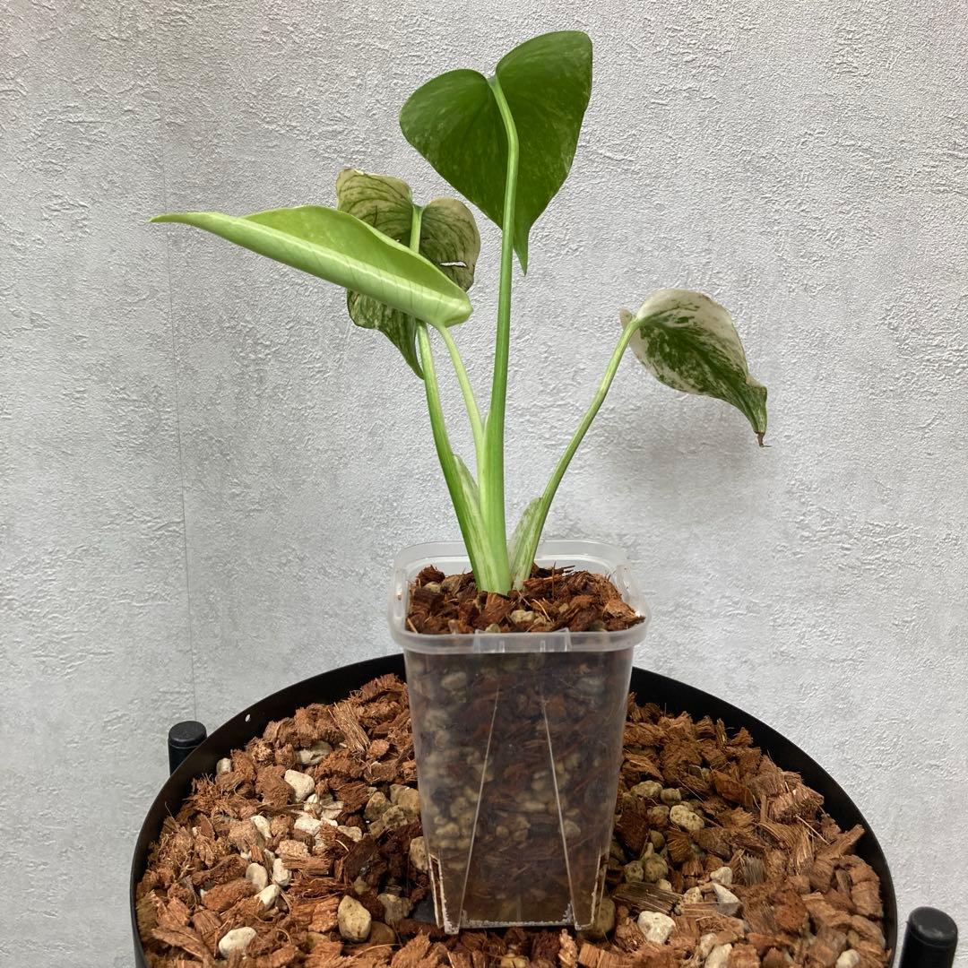 ホワイトモンスター