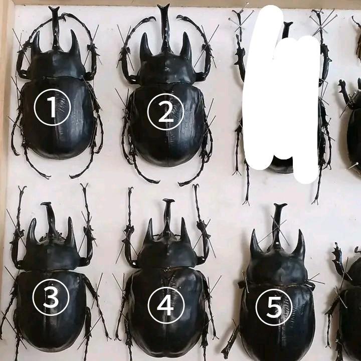 アクティオン標本箱セット
