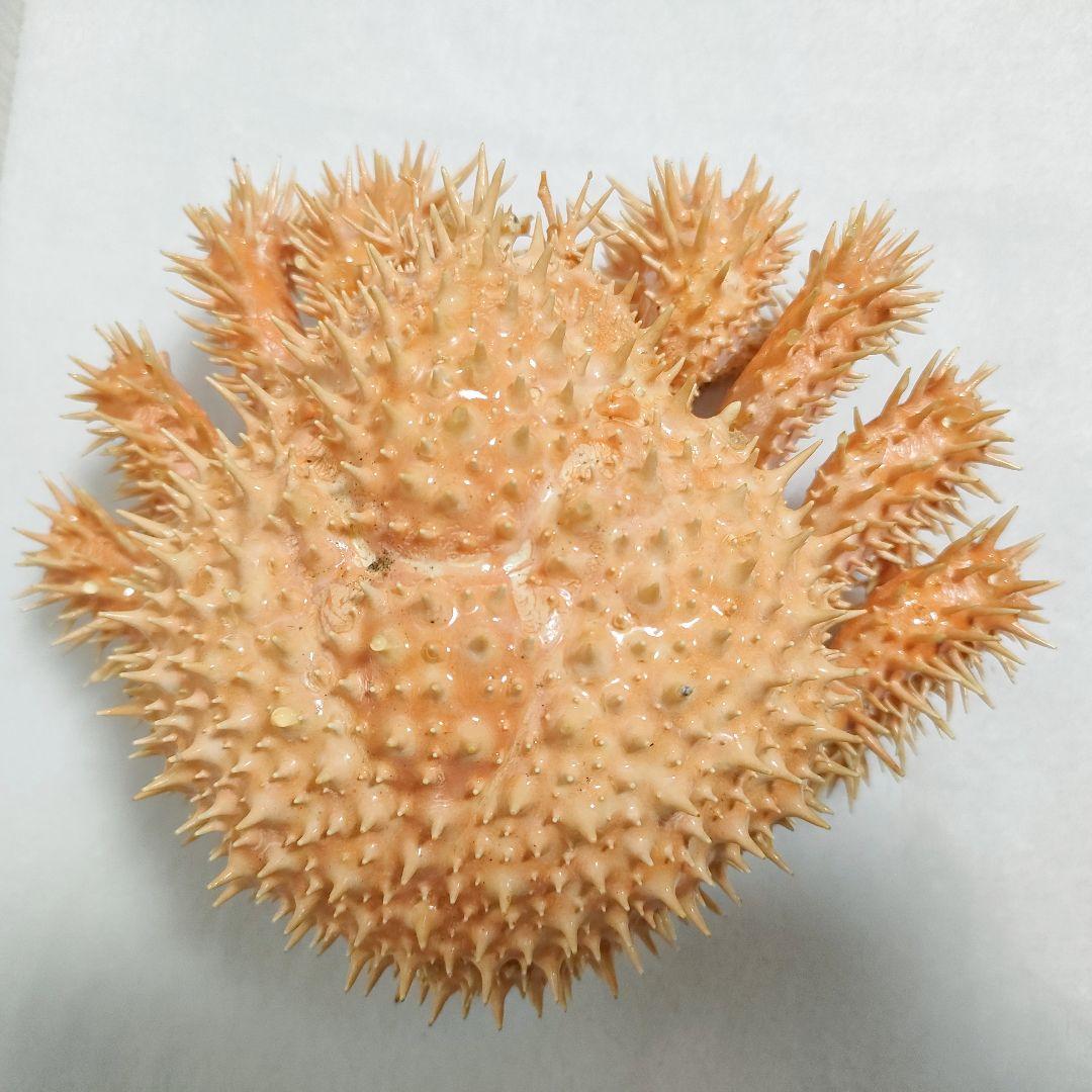 激レア【乾燥標本】イガグリガニ① 深海生物　甲幅約11cm