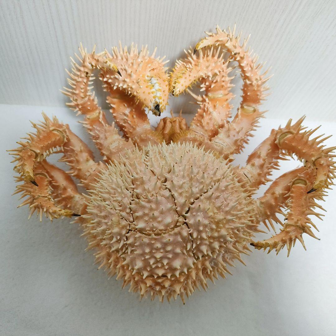 激レア【乾燥標本】イガグリガニ① 深海生物　甲幅約11cm