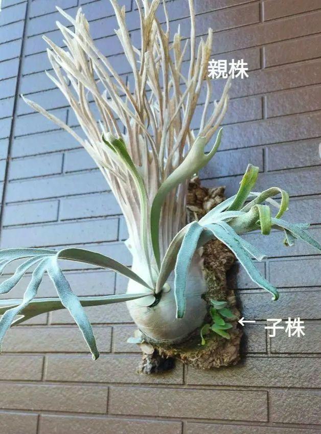 P．veitcii #1(oc) モンスターベイチー ビカクシダ 植物/観葉植物
