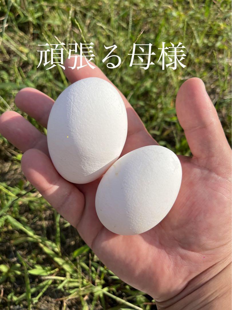 平飼い卵　頑張る母様