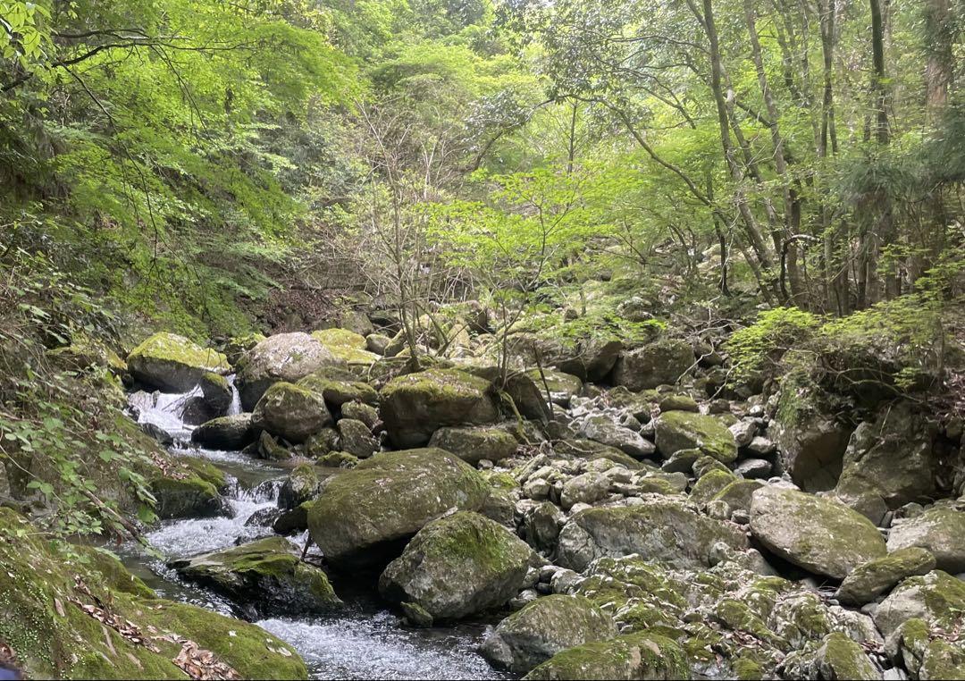 ヒノヒカリ 令和6年度 徳島県産 玄米20kg