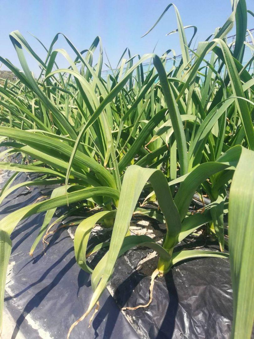 【送料無料】令和6年度産 無農薬 バラにんにく4kg ニンニク