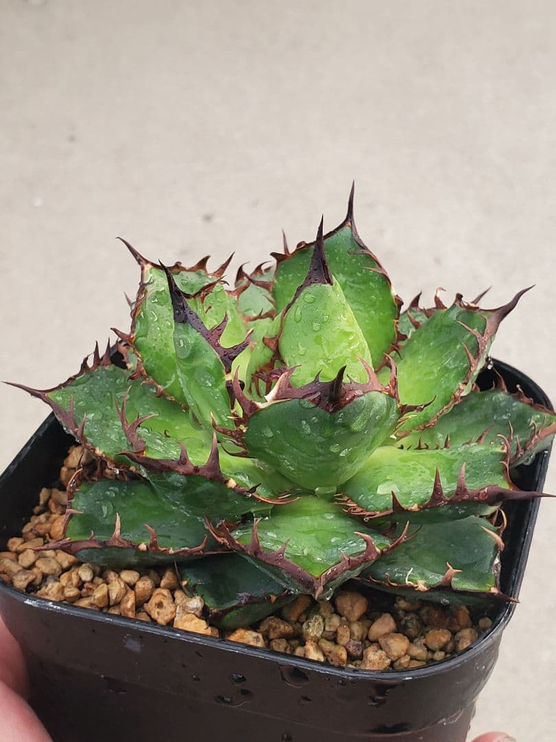 エボリスピナ ホリダ目立った傷や汚れなし