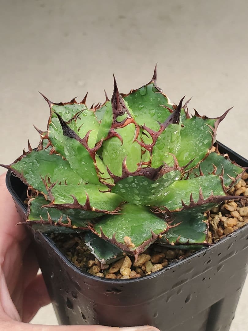 エボリスピナ ホリダ目立った傷や汚れなし