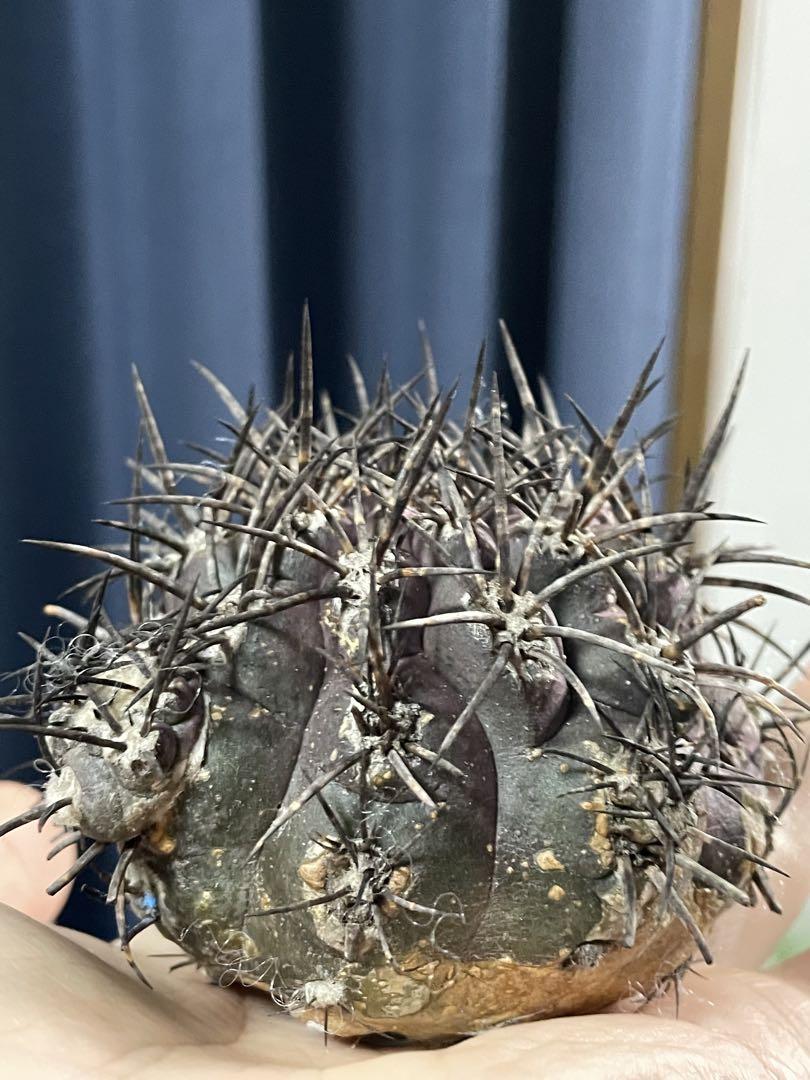 Copiapoa griseoviolacea