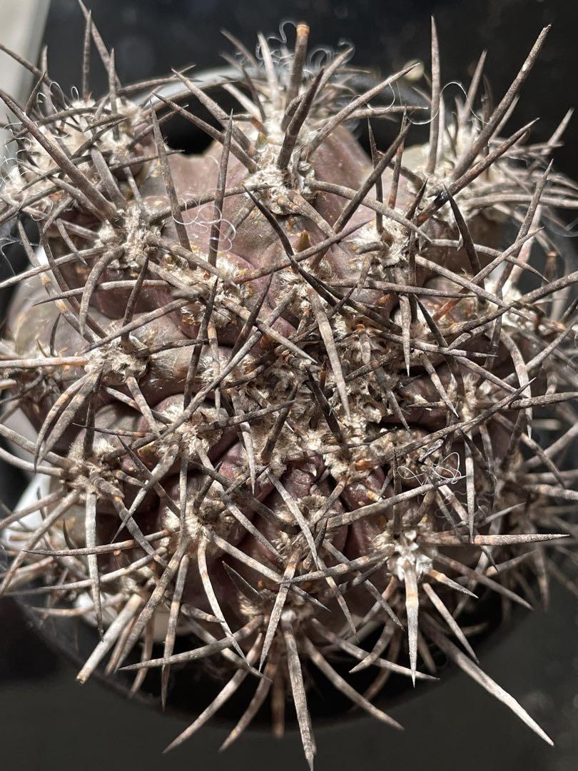 グリセオビオラセア Copiapoa