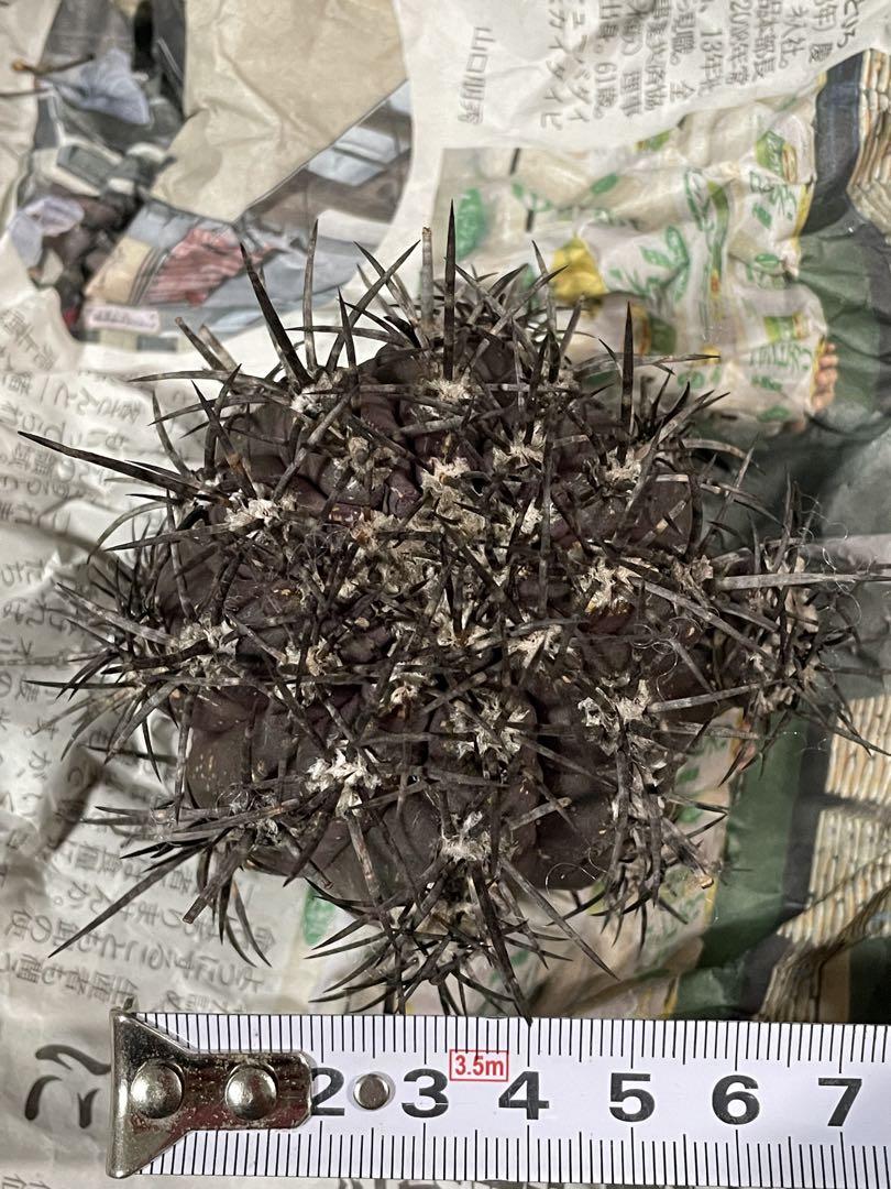 Copiapoa