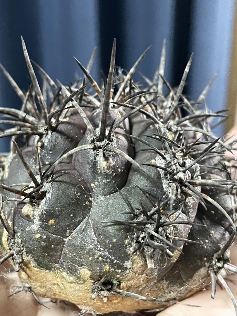 griseoviolacea