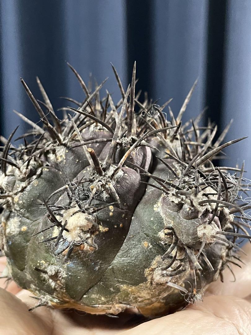 Copiapoa griseoviolacea