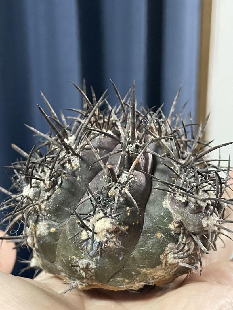 Copiapoa