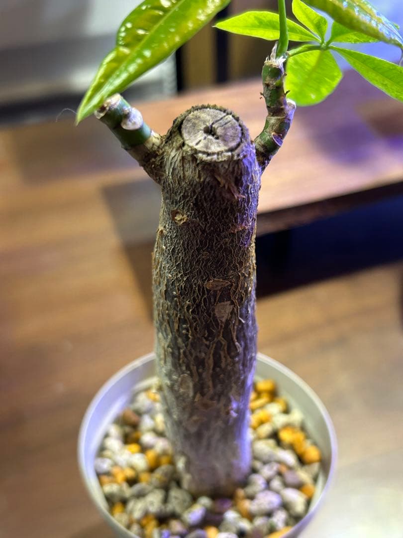 超絶 パキラムーンライト YUZUMIYA_COM