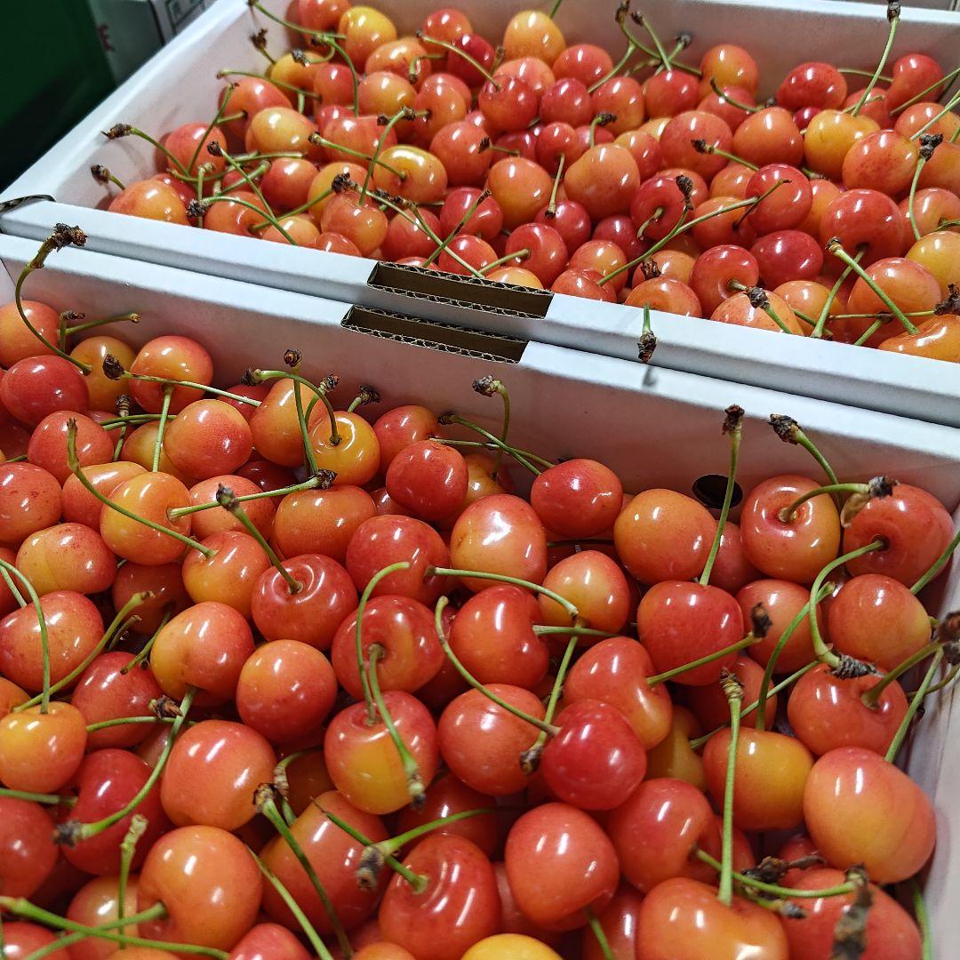 ２箱セット　加工用　7月2日　紅秀峰　　山形県産　さくらんぼ　１kg