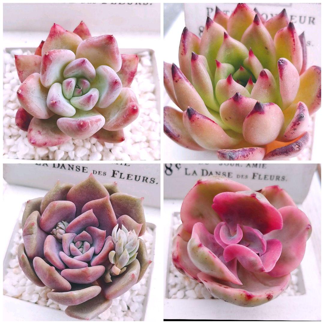 ホワイト系新品?正規品 のり様☆韓国苗 多肉植物 13点 植物/観葉植物 インテリア・住まい・小物ホワイト系¥11,541-www.cuadrantedepaz.org ホワイト系新品?正規品 のり様☆韓国苗 多肉植物 13点 植物/観葉植物 インテリア・住まい・小物ホワイト系¥11,541-www.cuadrantedepaz.org
