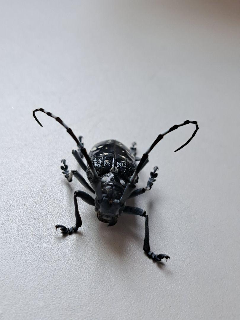 カミキリムシ標本❌2 カミキリムシ 標本素材 セット - メルカリ