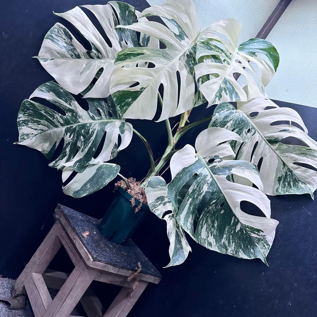 ホワイトタイガー 美大株74cm白斑多目立った傷や汚れなし