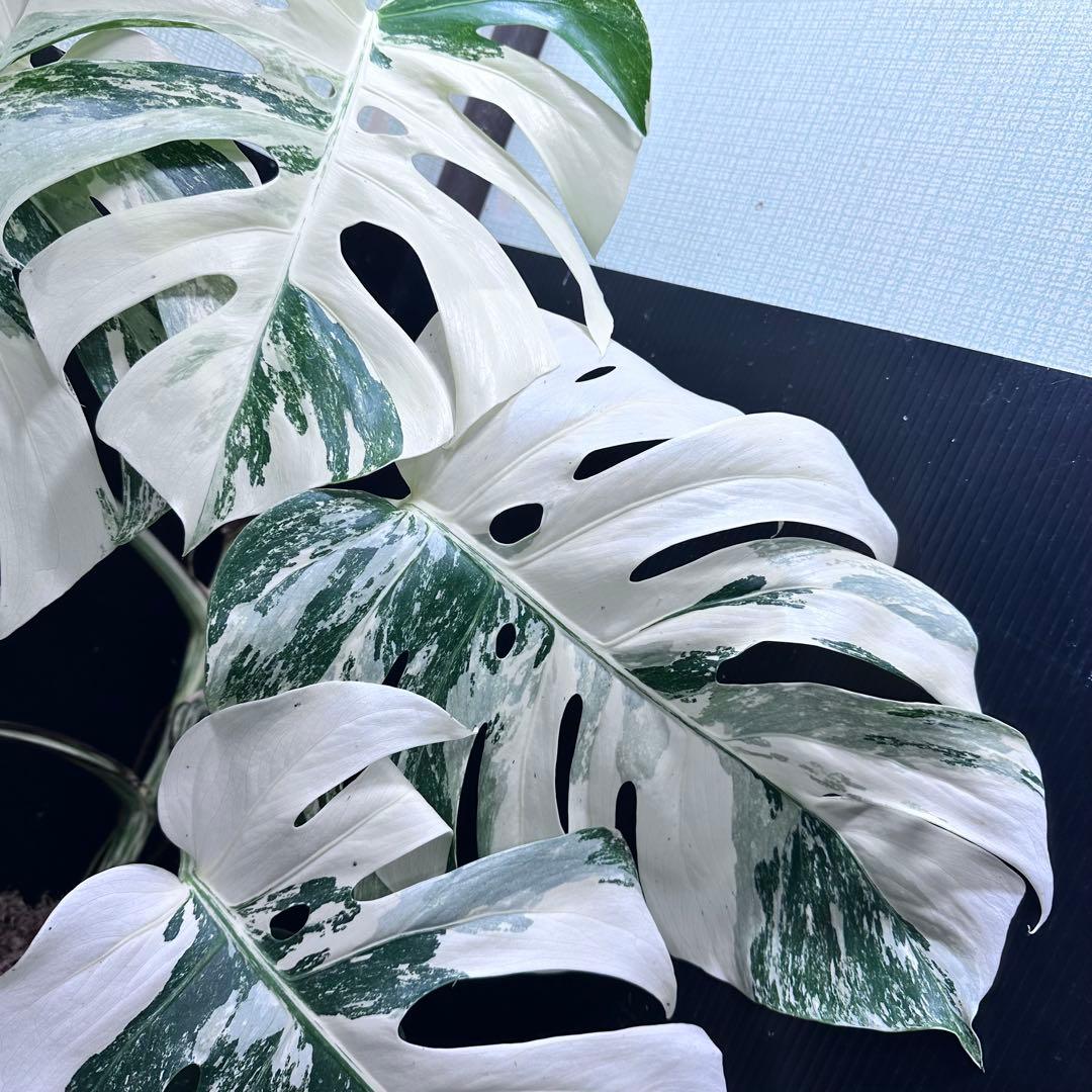 ホワイトタイガー 美大株74cm白斑多目立った傷や汚れなし