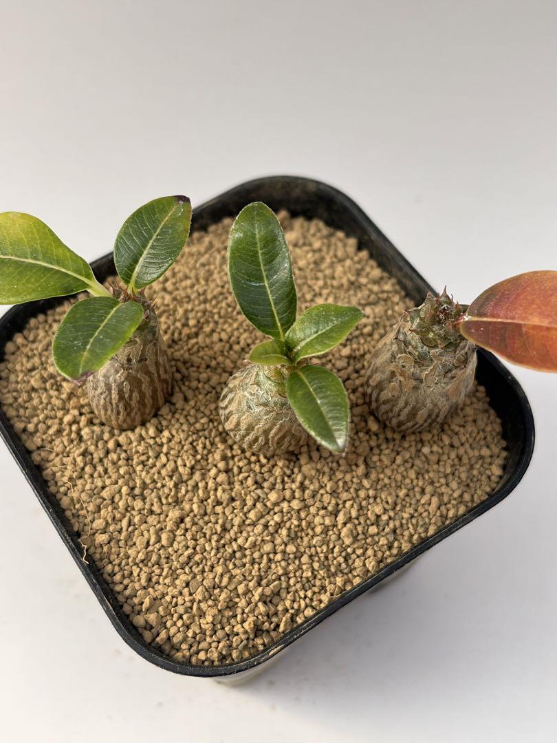非売品 パキポディウム ウィンゾリー 実生 3株 プラ鉢付き発送 塊根植物・コーデックス