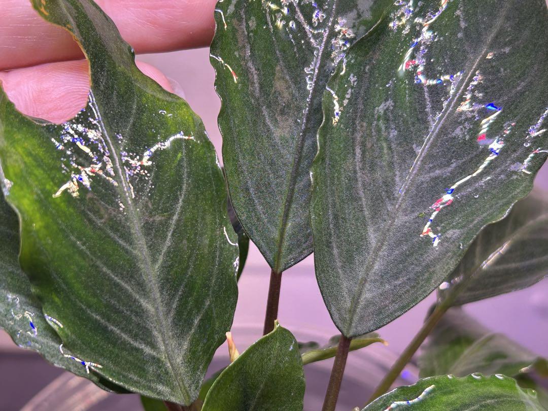 【TB便】Bucephalandra sp.Pearl gray 子株付き水上株