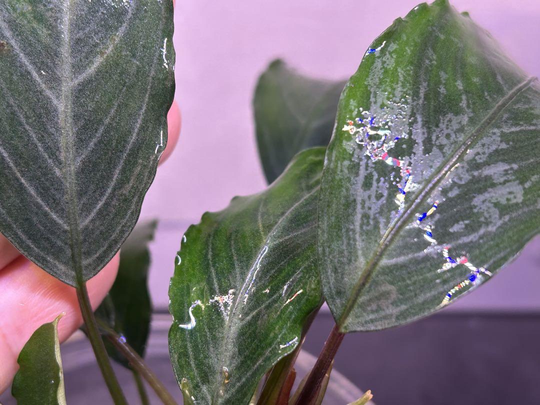 【TB便】Bucephalandra sp.Pearl gray 子株付き水上株