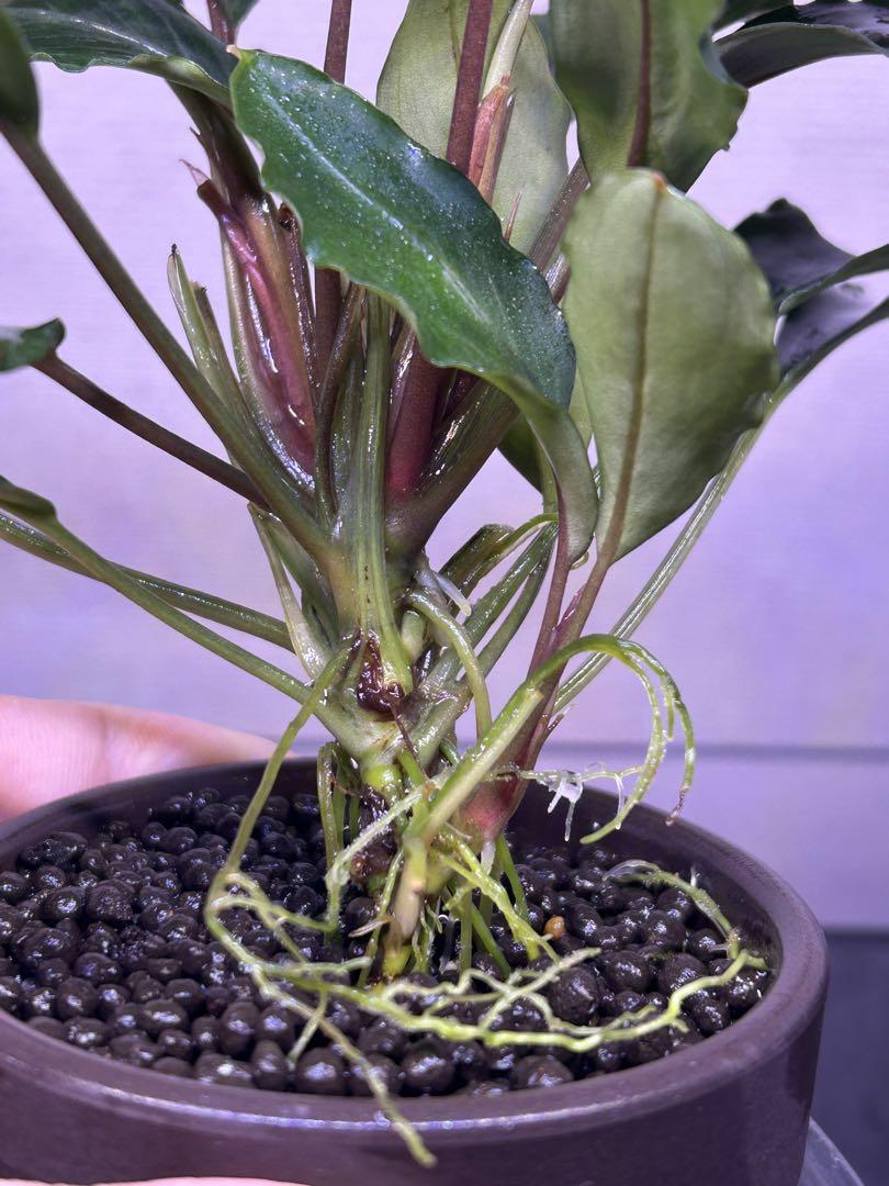 【TB便】Bucephalandra sp.Pearl gray 子株付き水上株