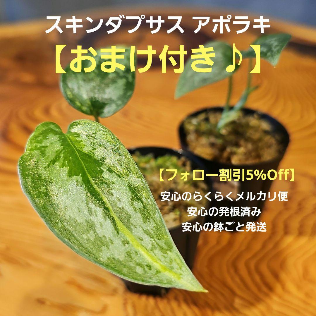 【スキンダプサス アポラキ】おまけ付き♪極斑！ラメ感強めの美株！発根済み