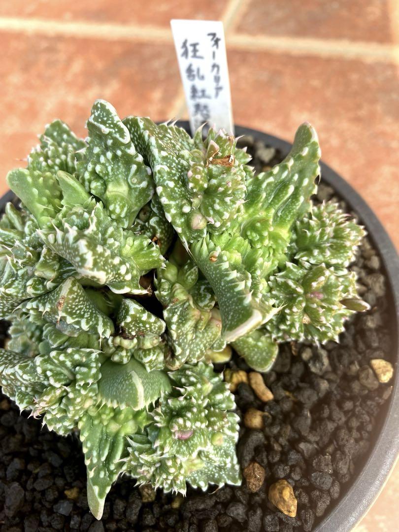 フォーカリア 狂乱紅怒涛 大株 希少