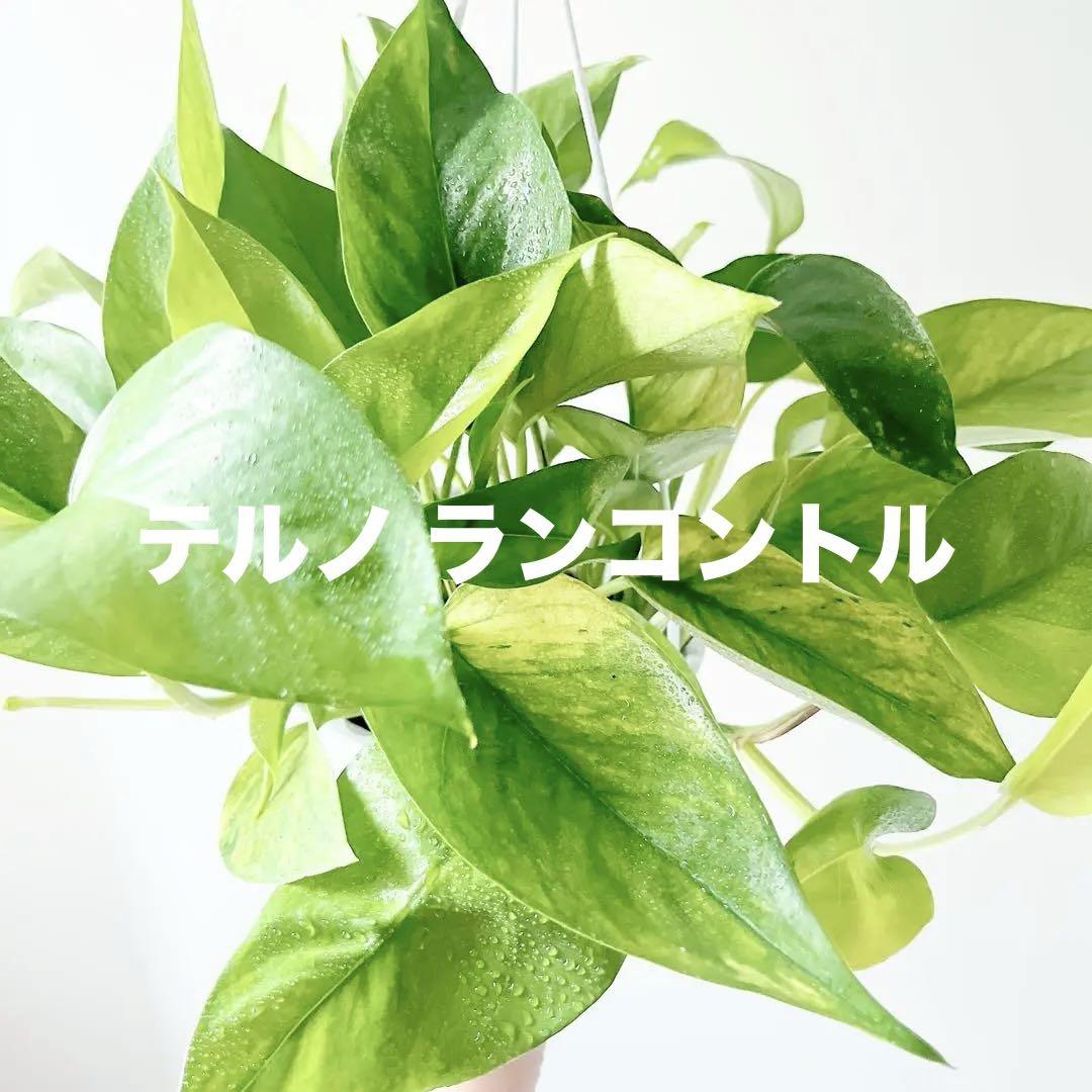 【新品種】ポトス テルノランコントル ハンギング 観葉植物 calm cafe