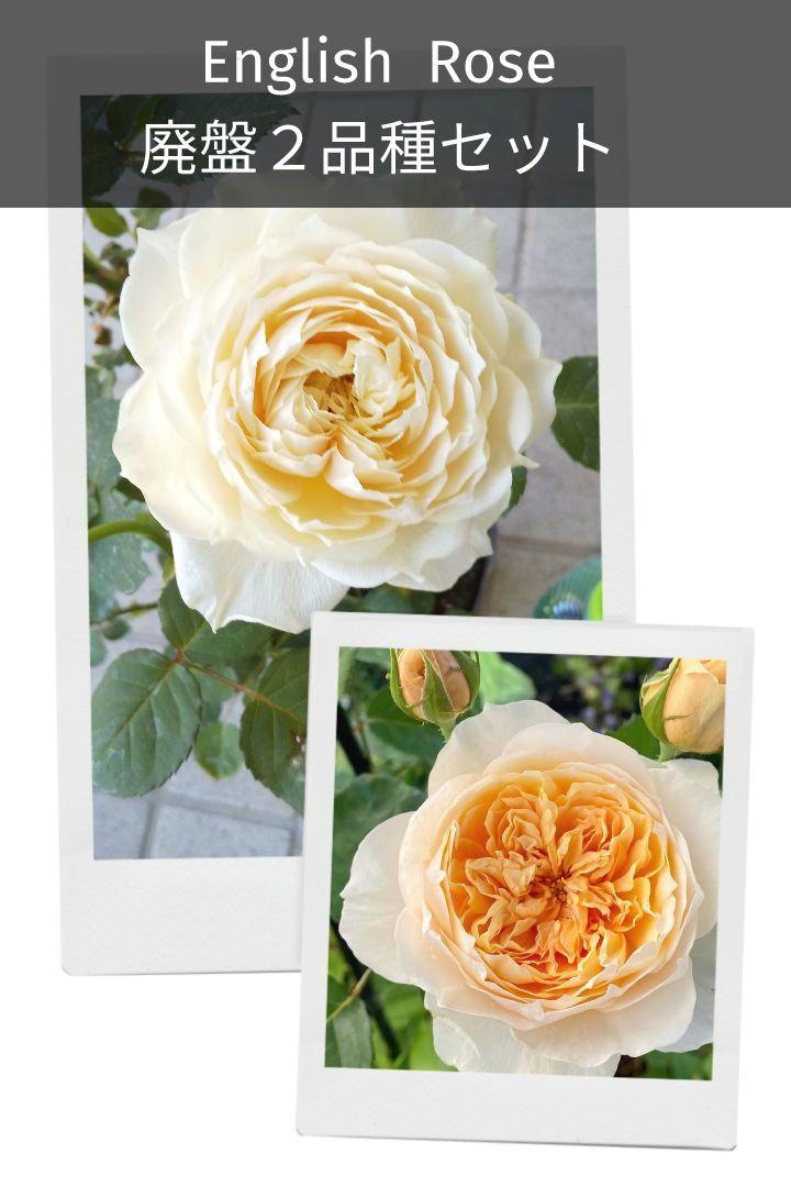 バラ苗 イングリッシュローズ苗 廃盤 薔薇