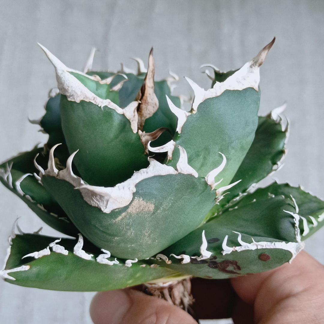 図鑑 – アガベ チタノタ 南アフリカダイヤモンド(SAD) – 品種