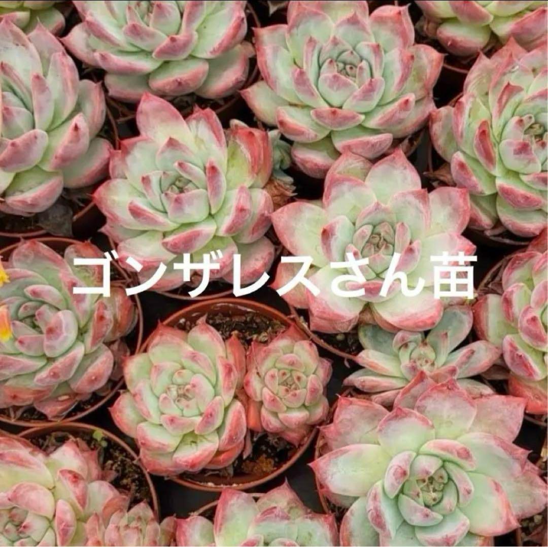 多肉植物 Colorata Autentica アウテンティカ　種子30粒