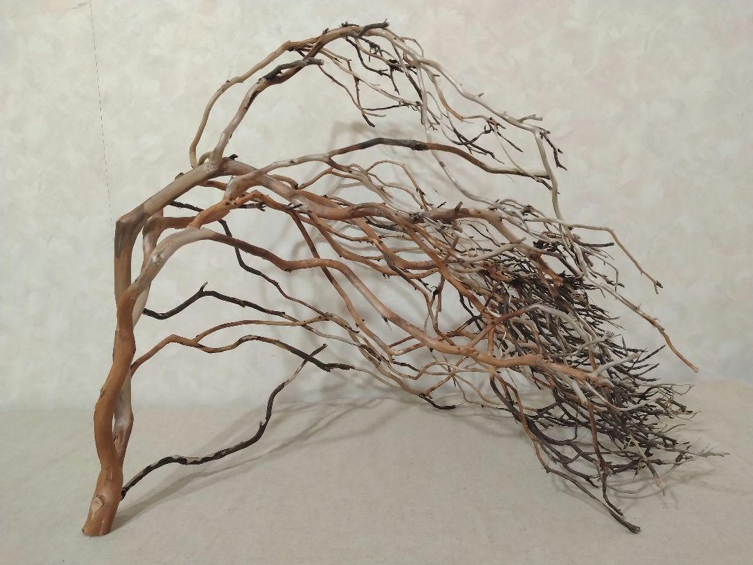 【希少】DIY・アクアリウム向け 特大塊根ブランチウッド流木 約50cm