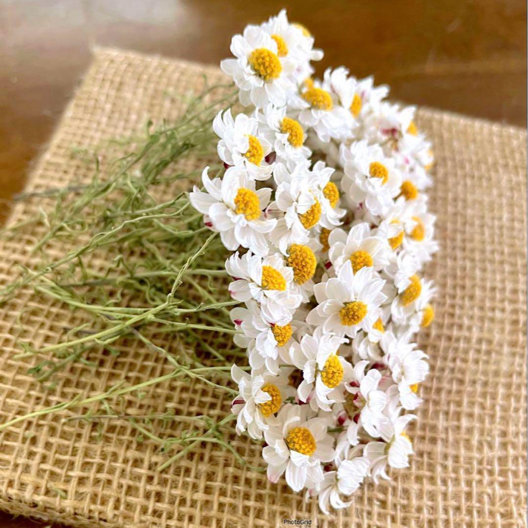 花かんざし 500本　ドライフラワー　サイズMIX  良品茎付き 花かんざし 500本 ドライフラワー サイズMIX 良品茎付き