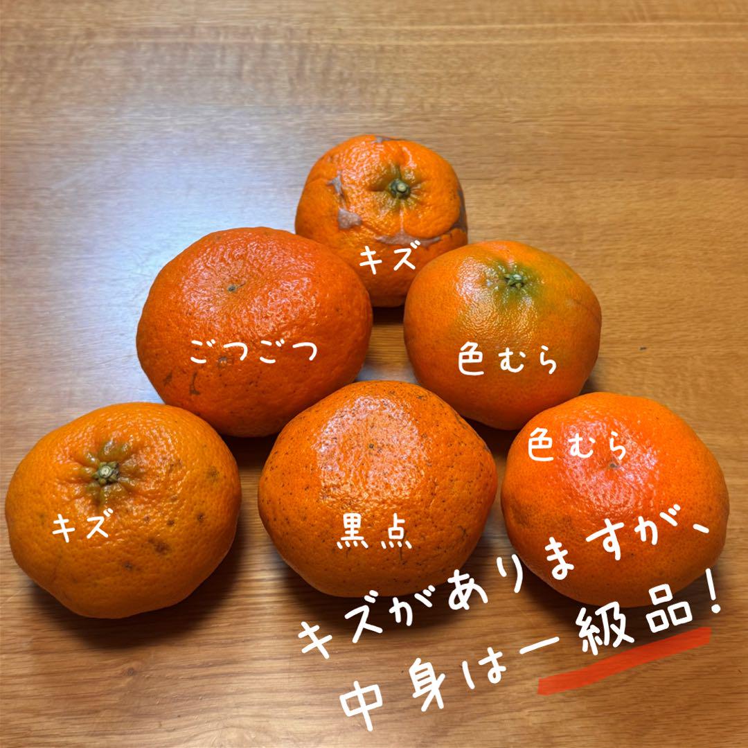 【今シーズンラスト5箱】愛媛県西宇和産 甘平 訳あり5kg 傷あり