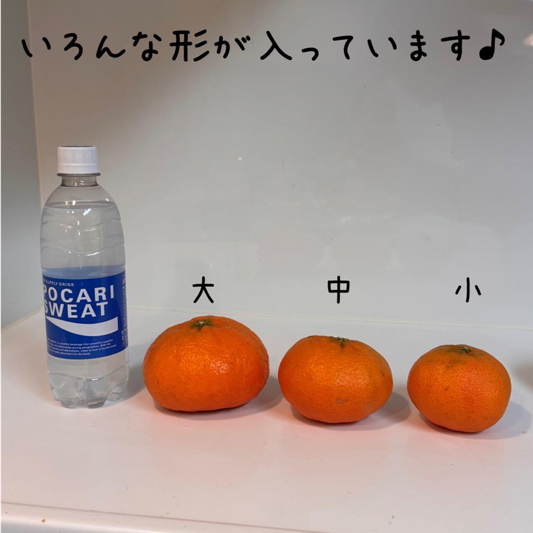 【今シーズンラスト5箱】愛媛県西宇和産 甘平 訳あり5kg 傷あり