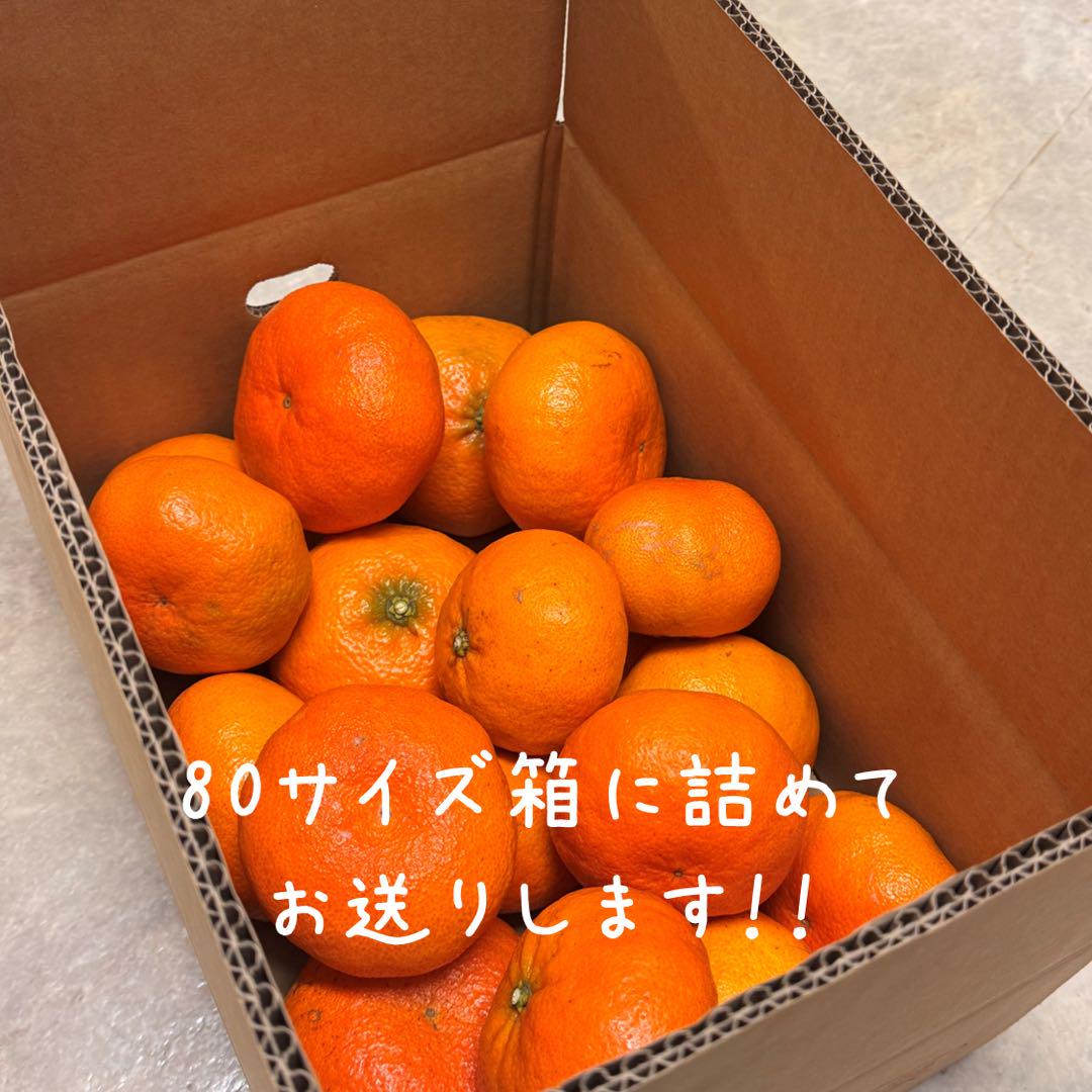 【今シーズンラスト5箱】愛媛県西宇和産 甘平 訳あり5kg 傷あり