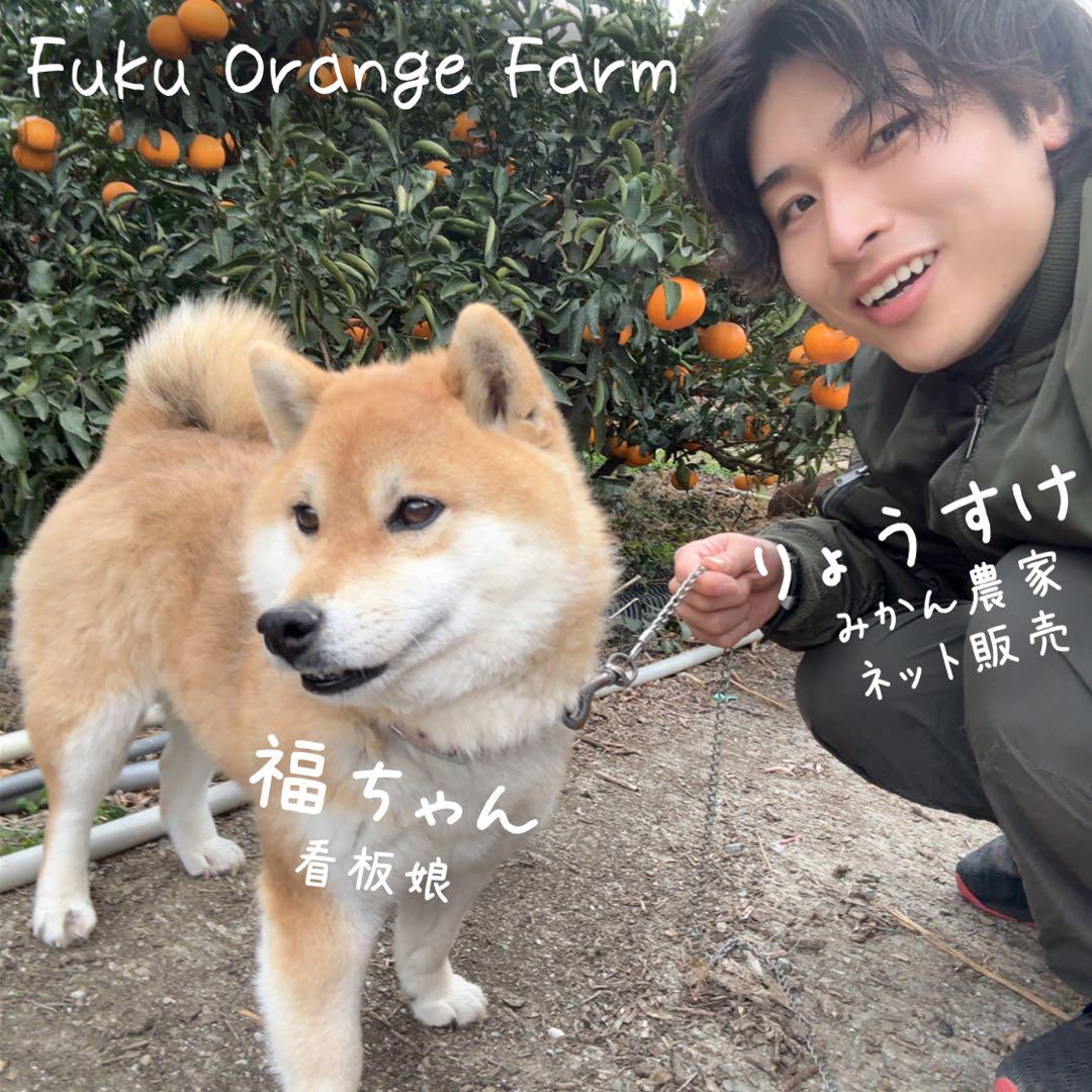 【今シーズンラスト5箱】愛媛県西宇和産 甘平 訳あり5kg 傷あり