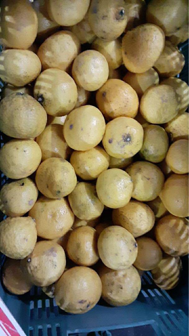 訳あり品　愛媛県産　媛小春　ひめこはる　柑橘　10kg