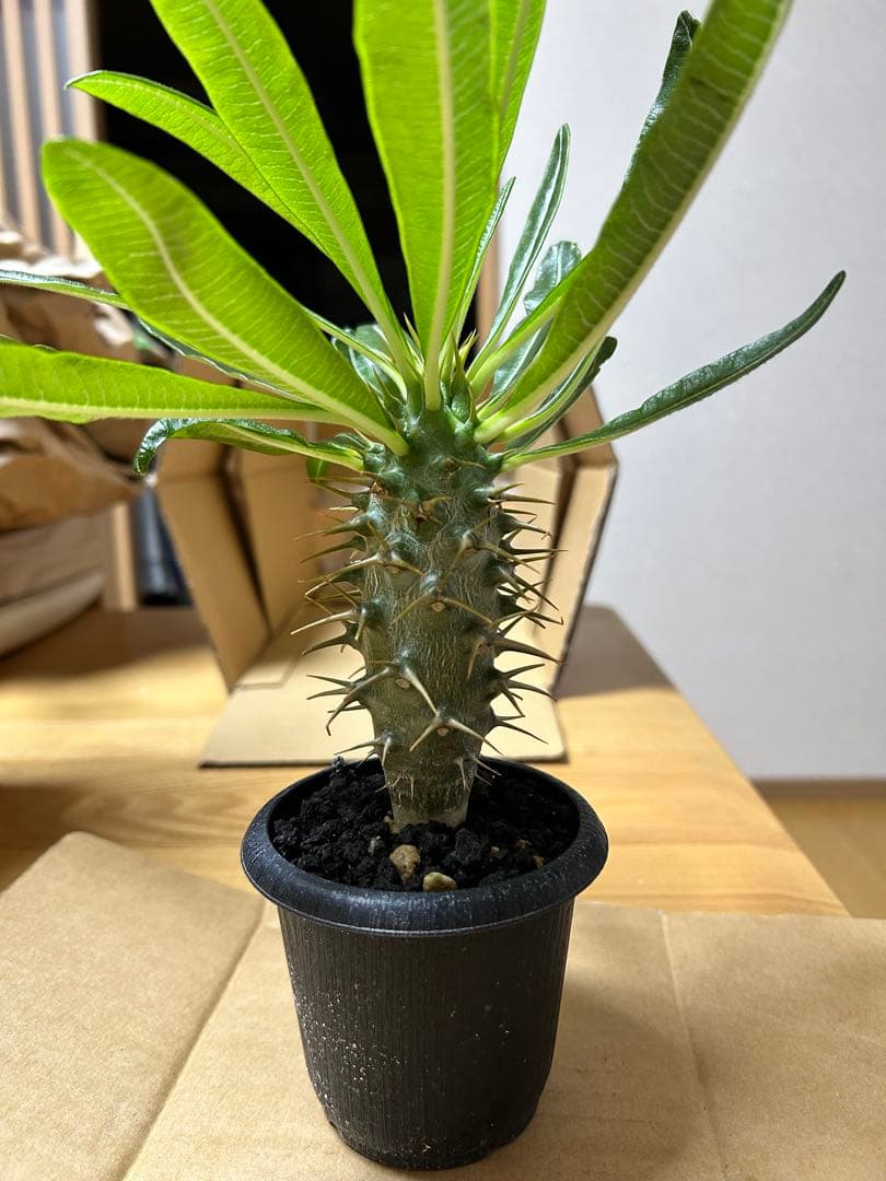 良株 パキポディウム アンボンゲンセ 実生株やや傷や汚れあり