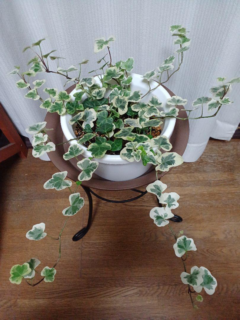 ヘデラ雪ほたる 寄せ植え 花の材料にもなります メルカリ