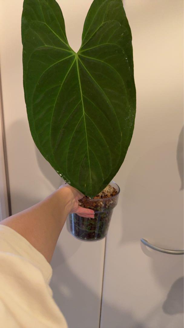 その他観葉植物 Anthurium portilae x fortsherman