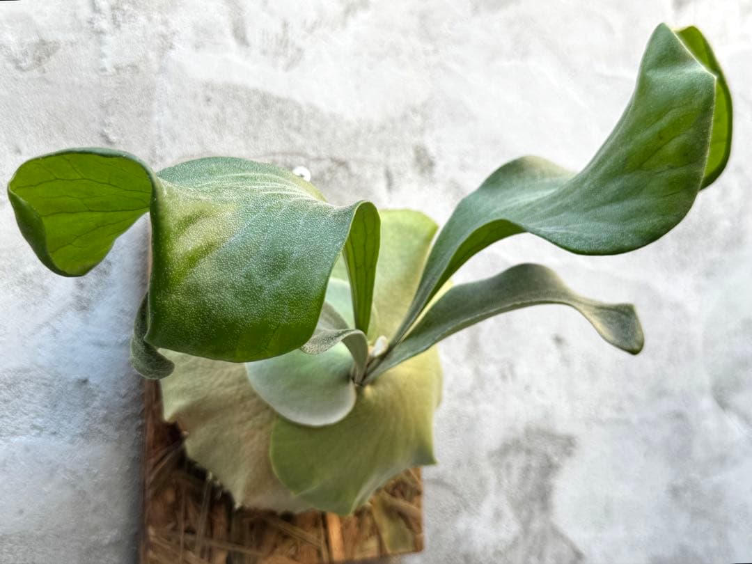 サタヒップ ゆうゆうメルカリ便傷や汚れあり