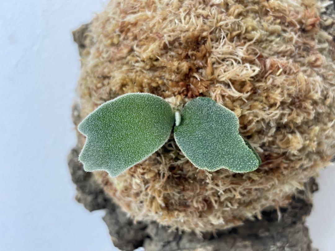 コルク付け P.willinckii OMG spore dwarf ビカクシダ