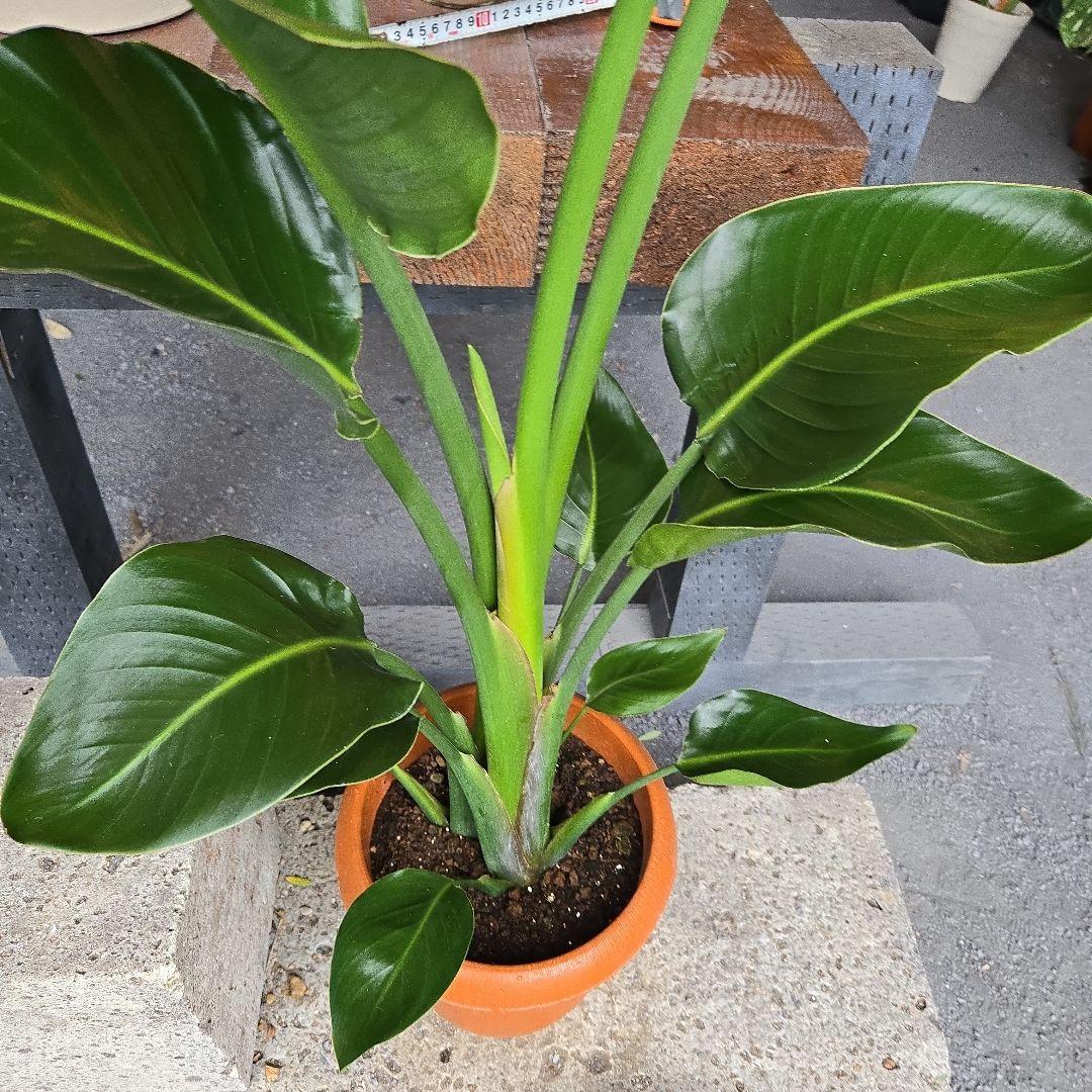 ⑬　ストレリチア　オーガスタ　8号　2株植え　特大苗木最高等級極上品‼️