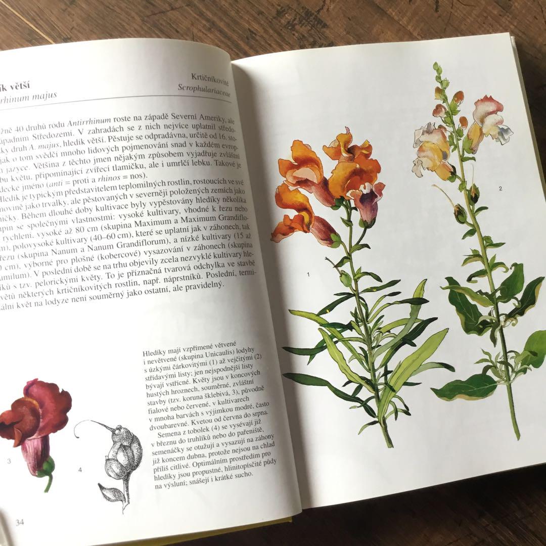 植物図鑑 洋書 ボタニカルアート チェコ語 - メルカリ