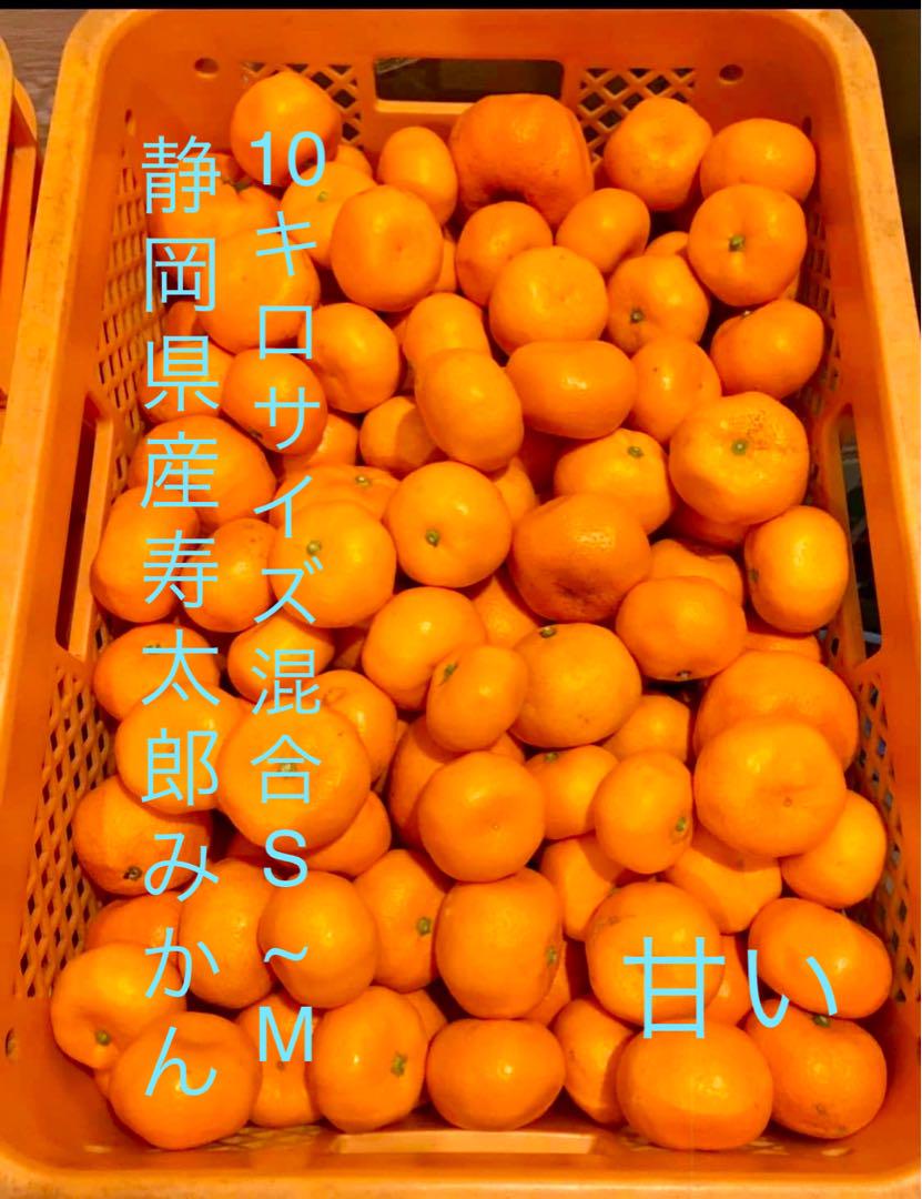 [平日発送可※土日祝日除]静岡県産寿太郎みかん 10キロサイズS~M 甘い